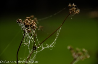 dry plants with a web